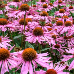 ECHINACEAPURPUREAEquinacea_1